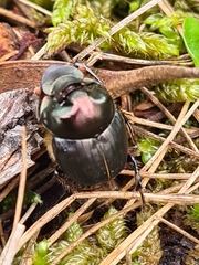 Onthophagus australis