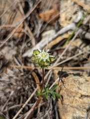 Horkelia tridentata