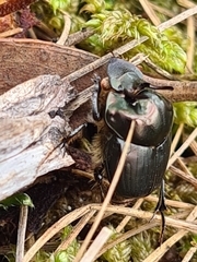 Onthophagus australis