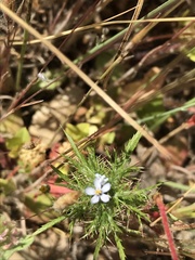 Navarretia tagetina