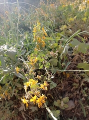 Tropaeolum seemannii