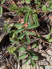 Horkelia tridentata