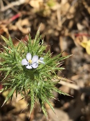 Navarretia tagetina