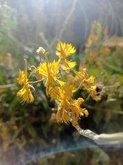 Tropaeolum seemannii