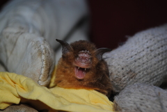 Aselliscus tricuspidatus