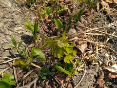 Thalictrum filamentosum