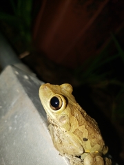 Osteopilus septentrionalis