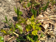 Thalictrum filamentosum