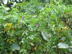 Ipomoea cairica cairica