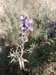 Lupinus altimontanus