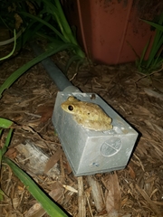 Osteopilus septentrionalis