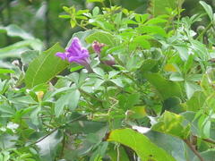 Ipomoea cairica cairica