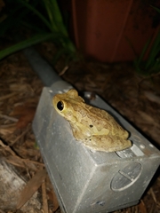 Osteopilus septentrionalis