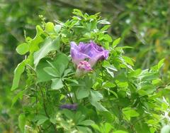 Ipomoea cairica cairica