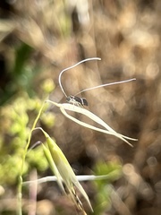 Adela singulella