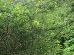 Vachellia natalitia