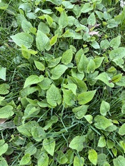 Campanula rapunculoides