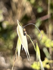 Adela singulella