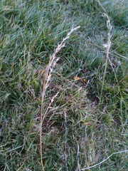 Poaceae