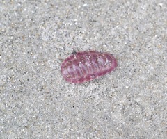 Onithochiton neglectus
