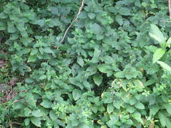 Hypoestes