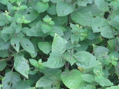 Hypoestes
