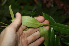 Leichhardtia flavescens