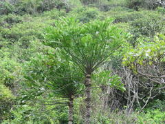 Cussonia