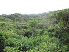 Cussonia