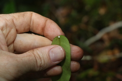Leichhardtia flavescens