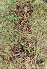 Tradescantia spathacea