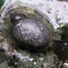 Banff Springs Snail - Photo (c) Paulmkgordon, some rights reserved (CC BY-SA)