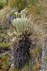 Espeletia conglomerata