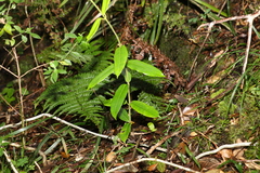 Leichhardtia flavescens