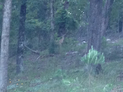 Odocoileus virginianus virginianus