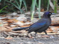 Quiscalus quiscula quiscula