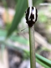 Calligrapha bidenticola