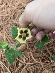 Physalis orizabae