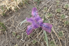 Iris tigridia