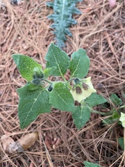 Physalis orizabae