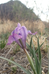 Iris tigridia