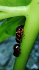 Okiscarta uchidae