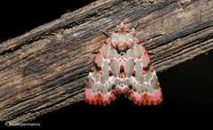 Chytonix griseorufa