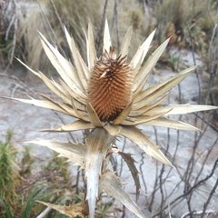 Eryngium proteiflorum