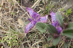 Iris tigridia