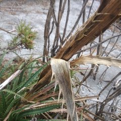 Eryngium proteiflorum