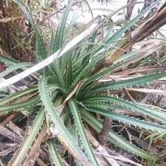 Eryngium proteiflorum