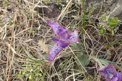 Iris tigridia