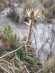 Eryngium proteiflorum