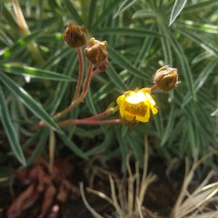 Potentilla ranunculoides